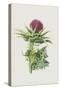 Milk Thistle (Chromolitho)-Frederick Edward Hulme-Stretched Canvas