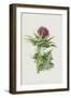 Milk Thistle (Chromolitho)-Frederick Edward Hulme-Framed Giclee Print