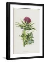 Milk Thistle (Chromolitho)-Frederick Edward Hulme-Framed Giclee Print