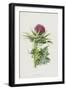 Milk Thistle (Chromolitho)-Frederick Edward Hulme-Framed Giclee Print