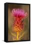 Milk Thistle Flowering-null-Framed Stretched Canvas