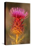 Milk Thistle Flowering-null-Stretched Canvas