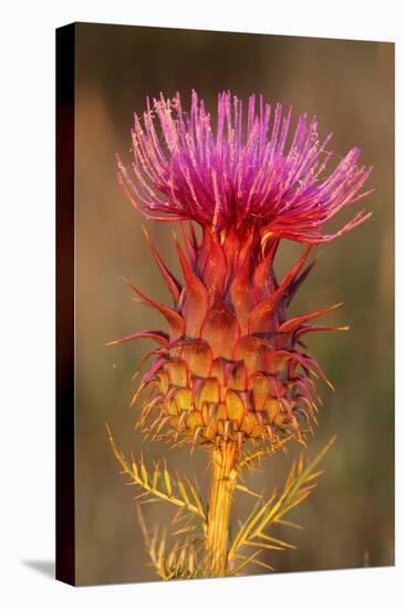 Milk Thistle Flowering-null-Stretched Canvas