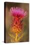 Milk Thistle Flowering-null-Stretched Canvas