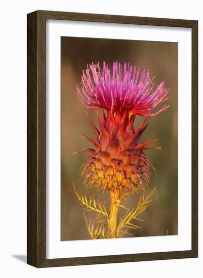 Milk Thistle Flowering-null-Framed Photographic Print