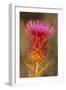 Milk Thistle Flowering-null-Framed Photographic Print