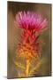 Milk Thistle Flowering-null-Mounted Photographic Print