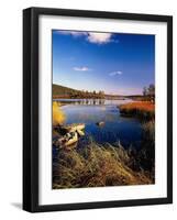 Milk Thistle, Galactites Tomentosa, Bloom-Thonig-Framed Photographic Print