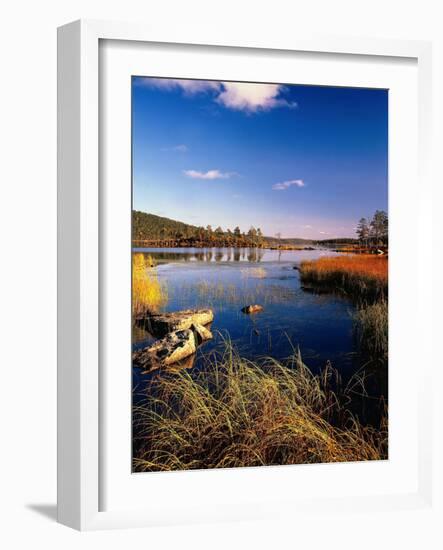 Milk Thistle, Galactites Tomentosa, Bloom-Thonig-Framed Photographic Print