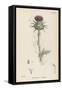 Milk Thistle-null-Framed Stretched Canvas