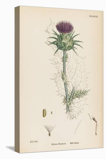 Milk Thistle-null-Stretched Canvas