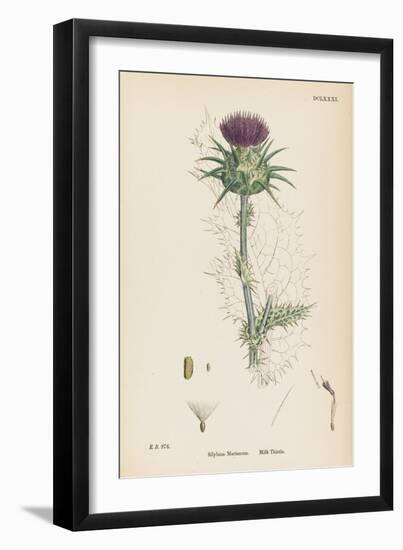 Milk Thistle-null-Framed Art Print