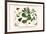 Milk Weed, Stork's Bill, Hamphire-Purselane, Spider Orchids-Albertus Seba-Framed Art Print