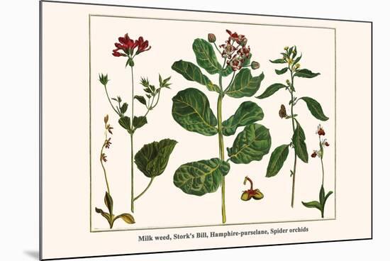 Milk Weed, Stork's Bill, Hamphire-Purselane, Spider Orchids-Albertus Seba-Mounted Art Print