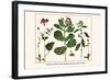 Milk Weed, Stork's Bill, Hamphire-Purselane, Spider Orchids-Albertus Seba-Framed Art Print