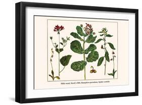Milk Weed, Stork's Bill, Hamphire-Purselane, Spider Orchids-Albertus Seba-Framed Art Print
