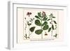 Milk Weed, Stork's Bill, Hamphire-Purselane, Spider Orchids-Albertus Seba-Framed Art Print