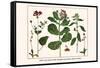 Milk Weed, Stork's Bill, Hamphire-Purselane, Spider Orchids-Albertus Seba-Framed Stretched Canvas