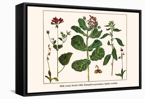 Milk Weed, Stork's Bill, Hamphire-Purselane, Spider Orchids-Albertus Seba-Framed Stretched Canvas