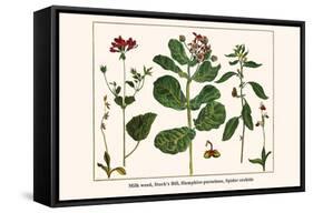 Milk Weed, Stork's Bill, Hamphire-Purselane, Spider Orchids-Albertus Seba-Framed Stretched Canvas