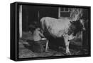 Framed Canvas