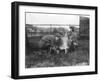 Milking a Goat-null-Framed Premium Photographic Print