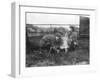 Milking a Goat-null-Framed Premium Photographic Print
