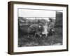 Milking a Goat-null-Framed Photographic Print