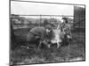 Milking a Goat-null-Mounted Photographic Print