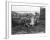 Milking a Goat-null-Framed Photographic Print