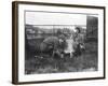 Milking a Goat-null-Framed Photographic Print