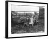 Milking a Goat-null-Framed Photographic Print