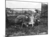 Milking a Goat-null-Mounted Photographic Print