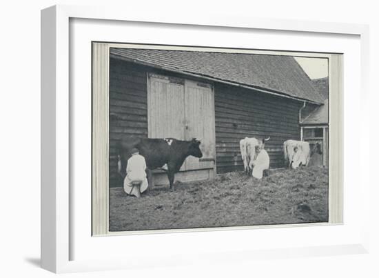 'Milking Cows', 1910-Pictorial Agency-Framed Giclee Print