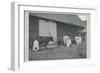 'Milking Cows', 1910-Pictorial Agency-Framed Giclee Print