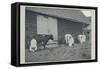 'Milking Cows', 1910-Pictorial Agency-Framed Stretched Canvas