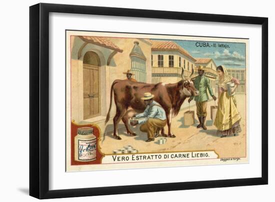 Milking, Cuba-null-Framed Giclee Print