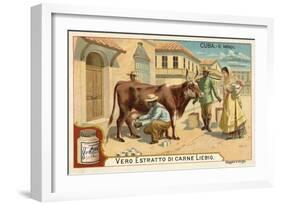 Milking, Cuba-null-Framed Giclee Print