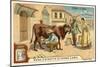 Milking, Cuba-null-Mounted Giclee Print