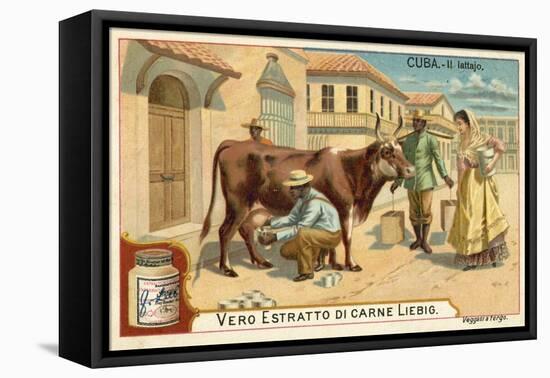 Milking, Cuba-null-Framed Stretched Canvas