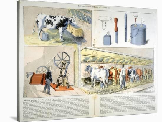 Milking Parlour Equipped with Thistle Suction and Pulsation Milking Machine, 1899-null-Stretched Canvas