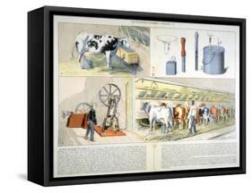 Milking Parlour Equipped with Thistle Suction and Pulsation Milking Machine, 1899-null-Framed Stretched Canvas