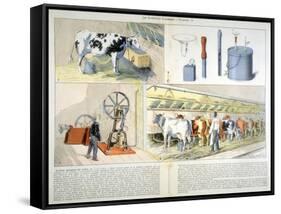 Milking Parlour Equipped with Thistle Suction and Pulsation Milking Machine, 1899-null-Framed Stretched Canvas