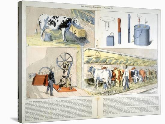 Milking Parlour Equipped with Thistle Suction and Pulsation Milking Machine, 1899-null-Stretched Canvas