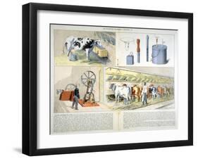 Milking Parlour Equipped with Thistle Suction and Pulsation Milking Machine, 1899-null-Framed Giclee Print