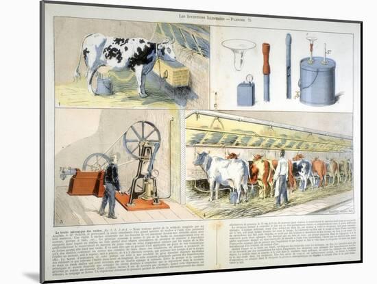 Milking Parlour Equipped with Thistle Suction and Pulsation Milking Machine, 1899-null-Mounted Giclee Print