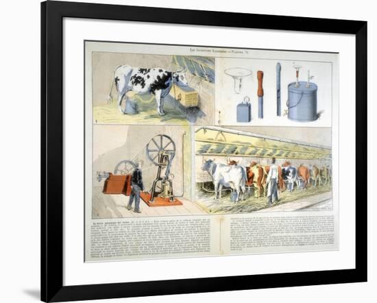 Milking Parlour Equipped with Thistle Suction and Pulsation Milking Machine, 1899-null-Framed Giclee Print