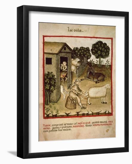 Milking Sheep from Theatrum Sanitatis, by Giovannino De Grassi (Died in 1398), 14th Century-null-Framed Giclee Print