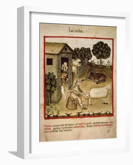 Milking Sheep from Theatrum Sanitatis, by Giovannino De Grassi (Died in 1398), 14th Century-null-Framed Giclee Print