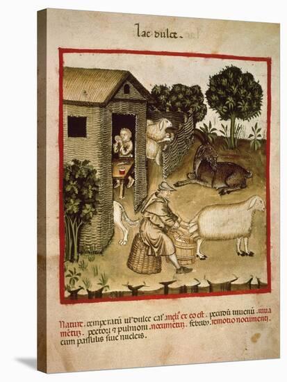 Milking Sheep from Theatrum Sanitatis, by Giovannino De Grassi (Died in 1398), 14th Century-null-Stretched Canvas